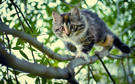A Cat Climbing Down A Tree Wallpaper Animals Wallpaper Better