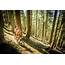 Oregon Timber Trail  BIKEPACKINGcom