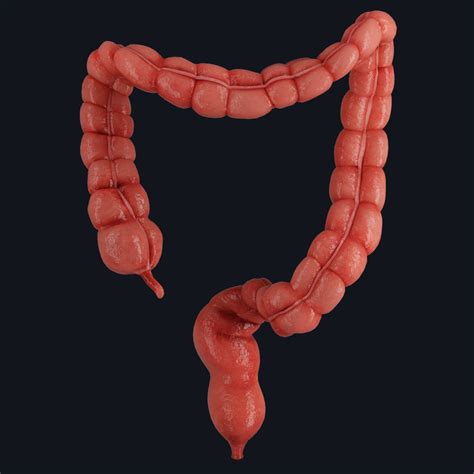 Large Intestine Rectum Pathology Medical Anatomical Model Medical Hot