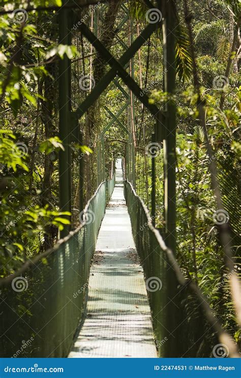 Tropical Suspension Bridge Stock Image Image Of Costa 22474531