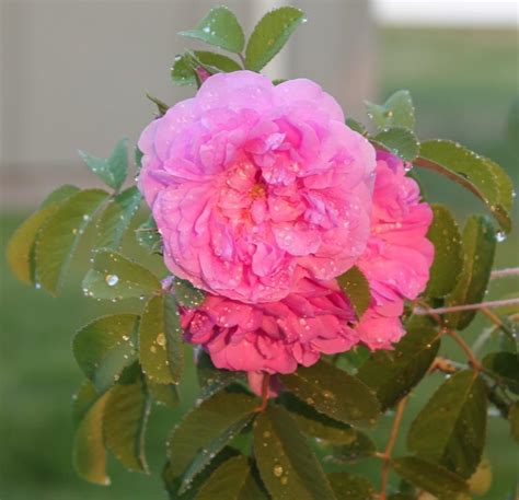 rose rosa autumn damask in the roses database