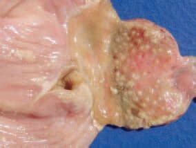 Whatever you need, whatever you want, whatever you desire, we provide. NEWCASTLE DISEASE - Diseases of Poultry - The Poultry Site ...