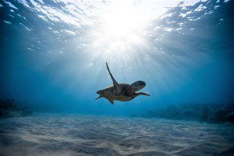 Wallpaper Skull Sea Turtle Underwater World Swim Ocean Hd