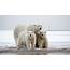 Polar Bear Family Wallpaper  Backiee