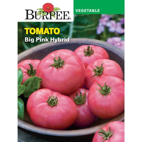 Burpee Big Pink Hybrid Tomato Vegetable Seed 1 Pack