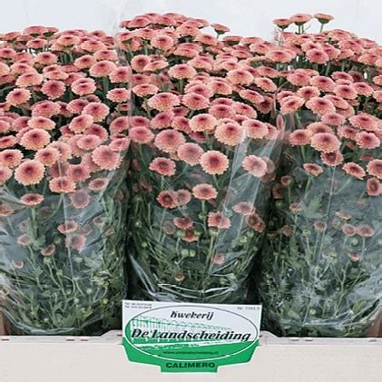 Chrysant San Calimero Salmon Cm Wholesale Dutch Flowers Florist