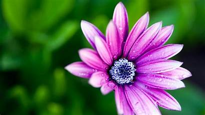 Purple Flower Background Backgrounds Wallpapers Freecreatives
