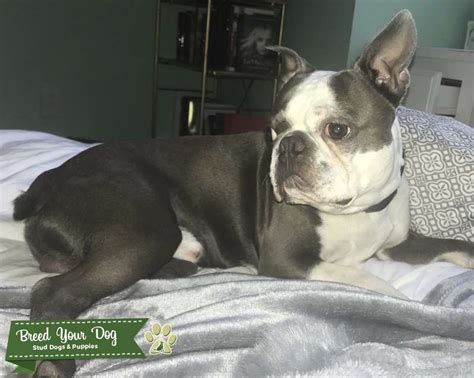 There has been a strange movement happening in the world of boston terriers over the pat few years. Stud Dog - Blue AKC Boston Terrier- Amarillo Texas - Breed ...