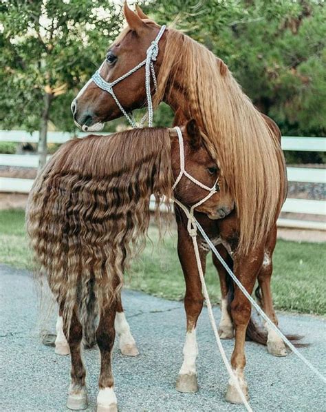 Two Brown Horses Standing Next To Each Other