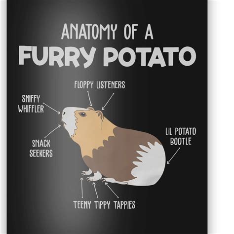 Anatomy Of A Furry Potato Guinea Pig Animal Kingdom Poster Teeshirtpalace