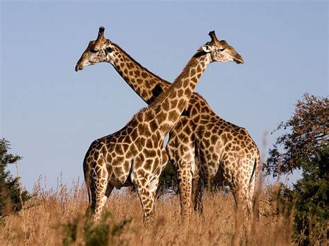 Study Examines Link Between Giraffe Limb Length And Walking Efficiency