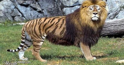 Meet Tsar The Rare Tiger Lion Offspring