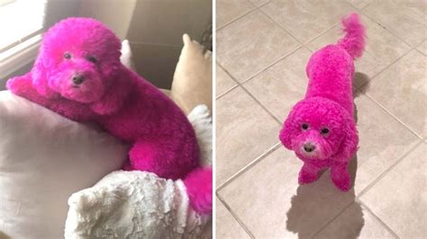 What Does Pink Look Like To Dogs