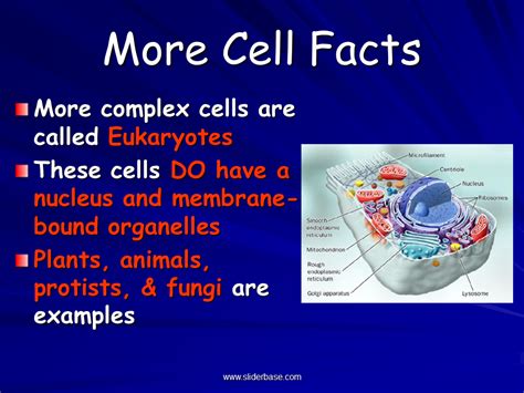 Pictures of a animal cell. Study of Biology - Presentation Biology