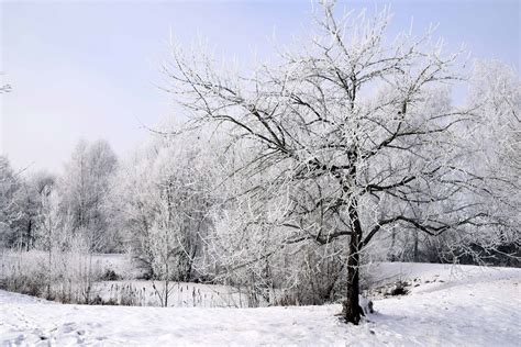 Free Picture Ice Landscape Winter Tree Frost Wood Snow Frozen Cold