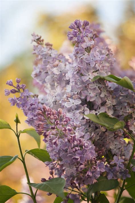 15 Beautiful Lilac Varieties