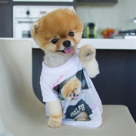 M Followers Following Posts See Instagram Photos And Videos From Jiffpom Jiffpom