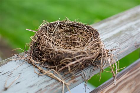 5 ways to cope with empty nest syndrome pascale nejaime