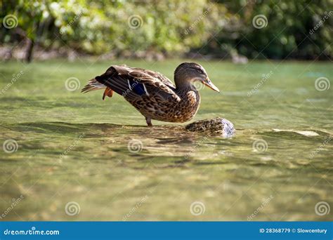 Stretching Ducks Stock Image Image Of Nature Outdoor 28368779