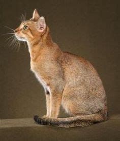 chausie cats  pinterest cat breeds kittens  tags