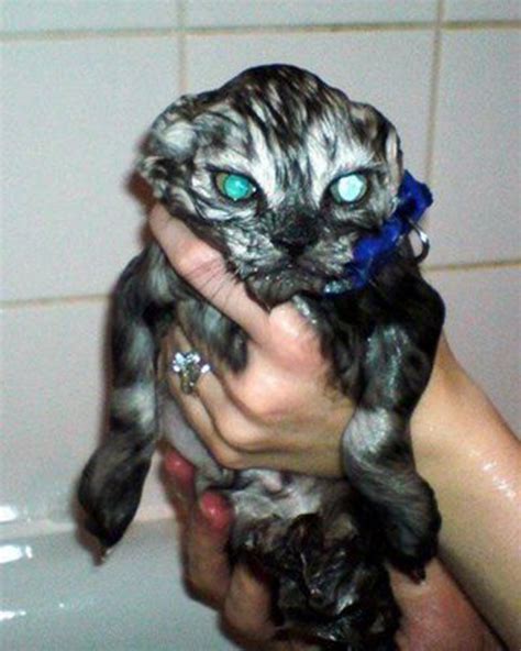 40 Funny Photos Of Wet Cat