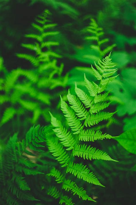 Fern Background Featuring Fern Leaf And Grow High Quality Nature