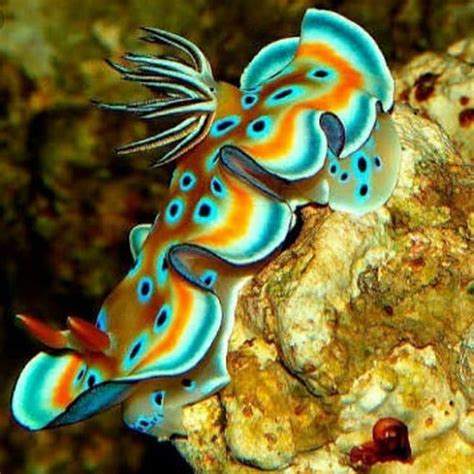 Chromodoris Kuniei Nudibranch The Sea Slugs Are The Most Colorful