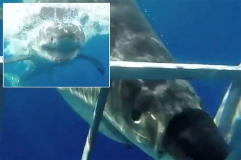 Shark Attack News Views Gossip Pictures Video