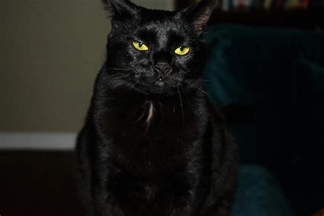 Free Stock Photo Of Animal Black Cat Blackcat