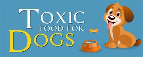 What Can My Dog Eat Safe Vs Toxic Food For Dogs