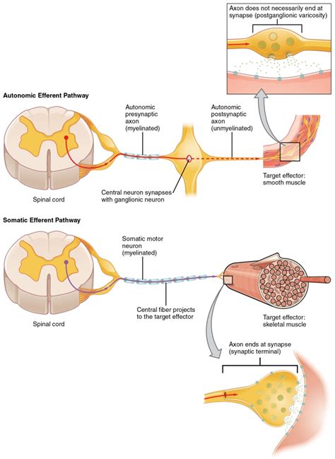 Autonomic and Endocrine Messaging Feedback Loop – Nervana