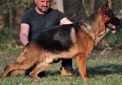 German Shepherd For Sale Importers Buy Puppies Black And Red Shepherd