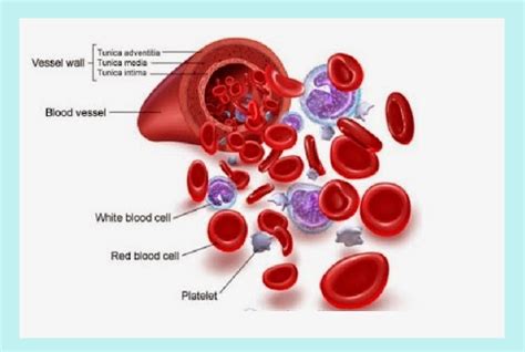 Ciri Ciri Jaringan Darah Homecare24