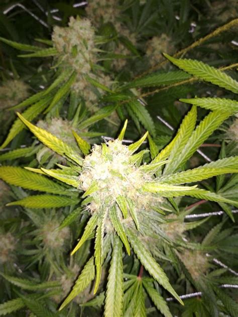 Growing marijuana indoors has many advantages over growing marijuana outdoors. bleaching leaves | Grasscity Forums - The #1 Marijuana ...