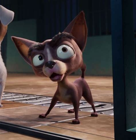 Chihuahua Animated Animals Wiki Fandom
