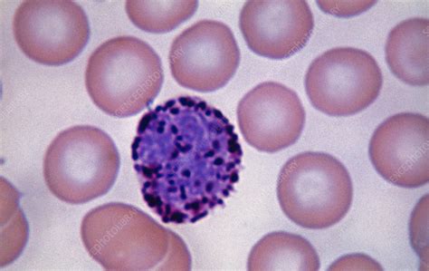 Basophil Lm Stock Image C0222166 Science Photo Library