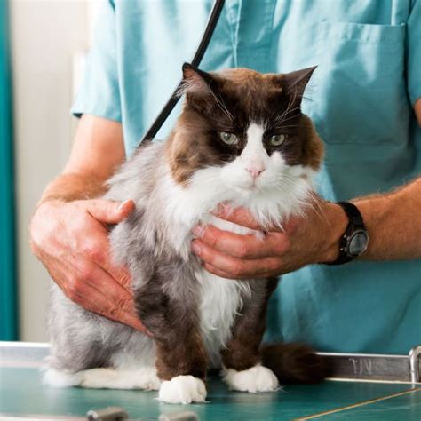 A Cat With A Swollen Stomach May Have Ascites What Causes Abdominal