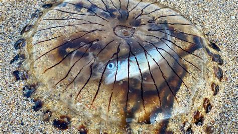 Jellyfish With Fish Trapped Inside Washes Up On Cornwall Beach Itv