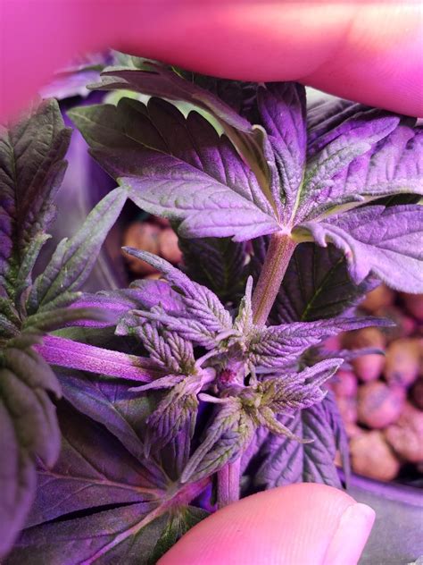 First Time Grower Indoor Dwc Critical Purple Autoflower Grow Journal
