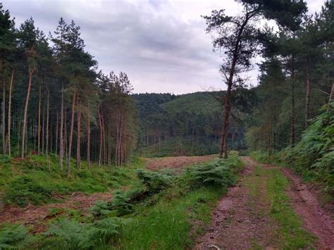 Top 10 Hikes And Walks Around Cannock Chase Komoot