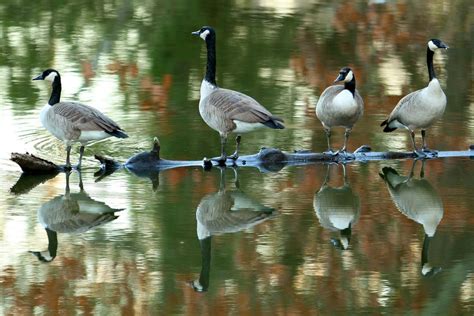 Canadian Geese Resting At Indian Lake In Hawesville Kentucky With Fall