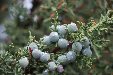 These products are available in distinct packaging to. Juniper Berries | Garden sculpture, Berries, Outdoor decor