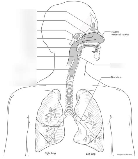 Respiratory System Diagram Quizlet