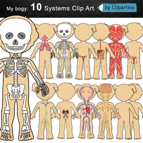 Human Body Systems Clip Art Teaching Resources