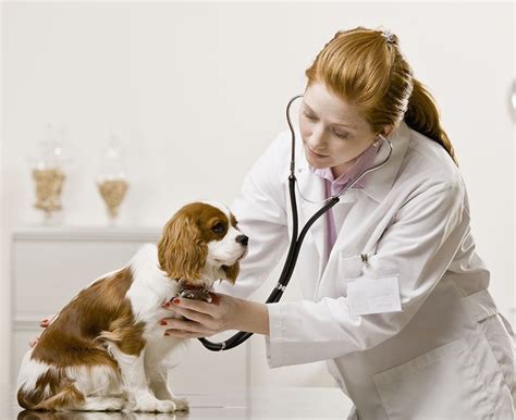 Alameda east veterinary hospital list of employees: VCA Alameda East Veterinary Hospital | Staff Page - Primary