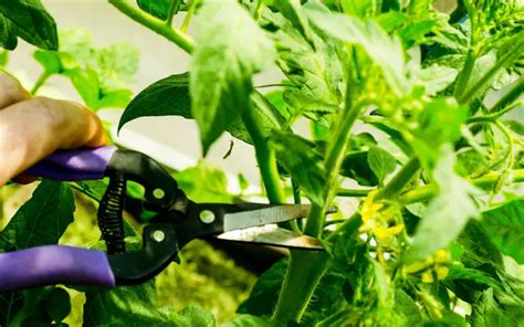 Pruning Tomatoes The Ultimate Guide Megatomato