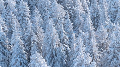 Snow Covered Forest Pine Trees Hd Nature Wallpapers Hd Wallpapers
