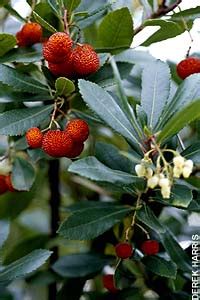The fruit appearance of the strawberry guava tree is quite striking. Strawberry tree: How to grow - Telegraph