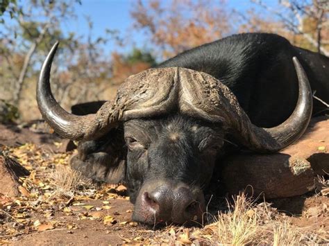 South Africa 7 Day Cape Buffalo Hunt For 2 Hunters Includes 2 40