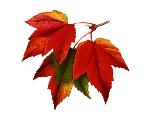 Fall Leaves Watercolor